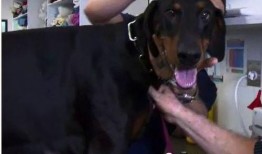 最新台湾狗崽爆料新闻报道,最新独家内幕揭露